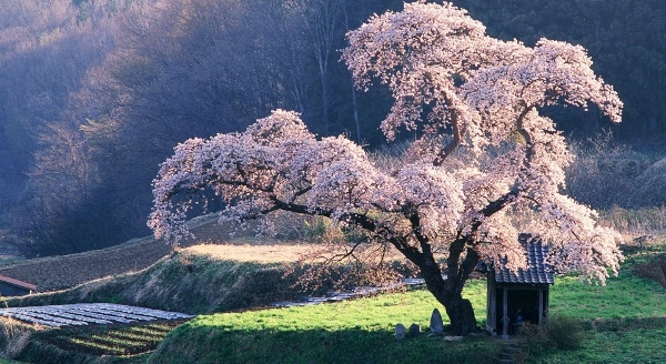 Japan11