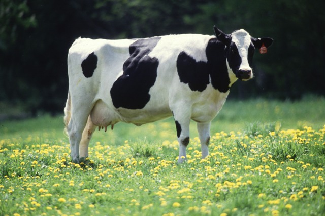 Dairy-cow1