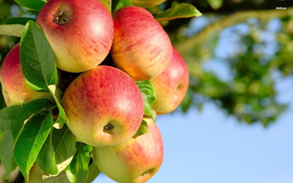 Apple1