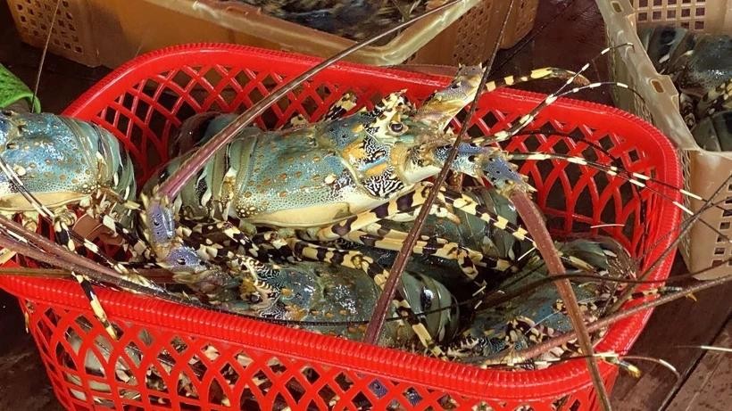 lobster-409720240725140435.9377380