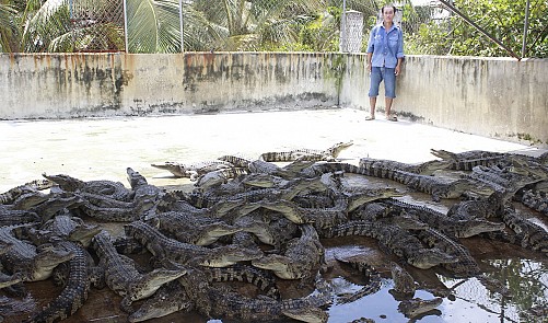 croc