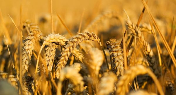 Agriculture-12