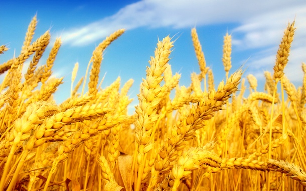 agriculture-4