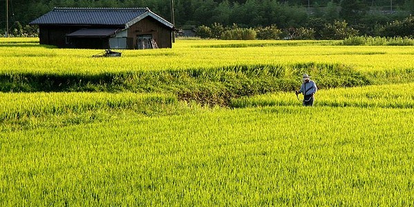agriculture-Japan