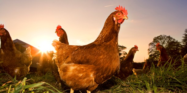 chan-nuoi-chicken