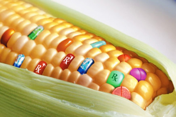 gmo corn
