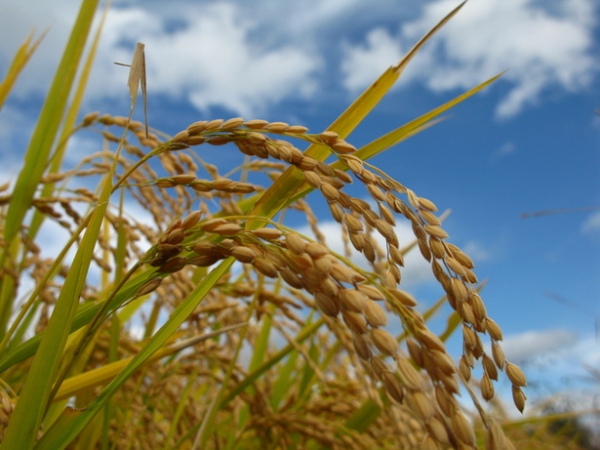 rice