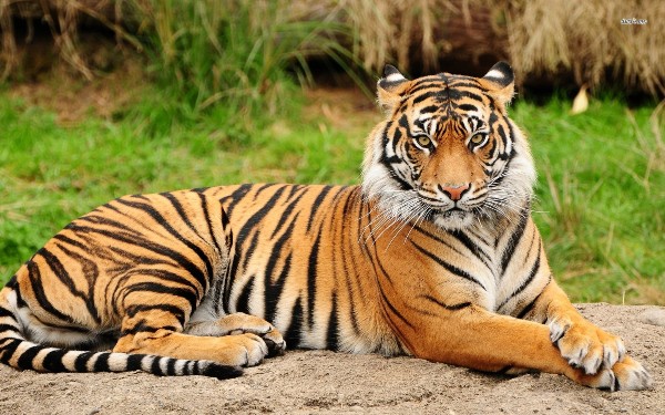 tiger