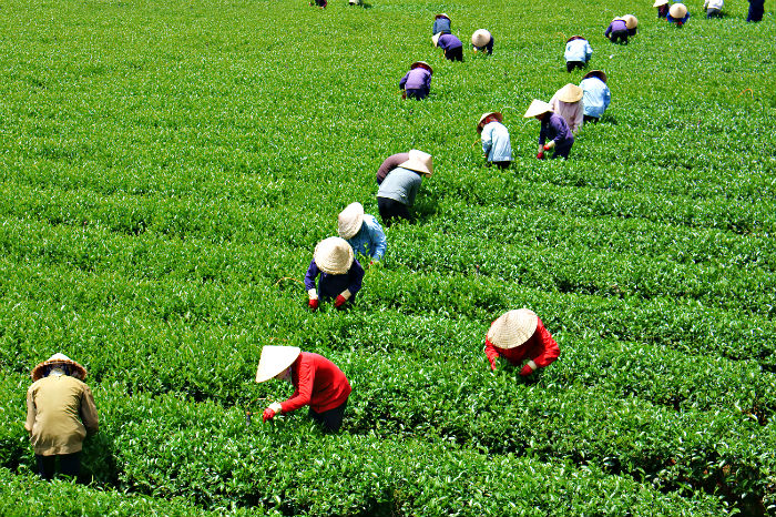 0 agriculture