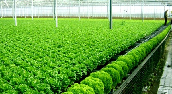 0 dalat