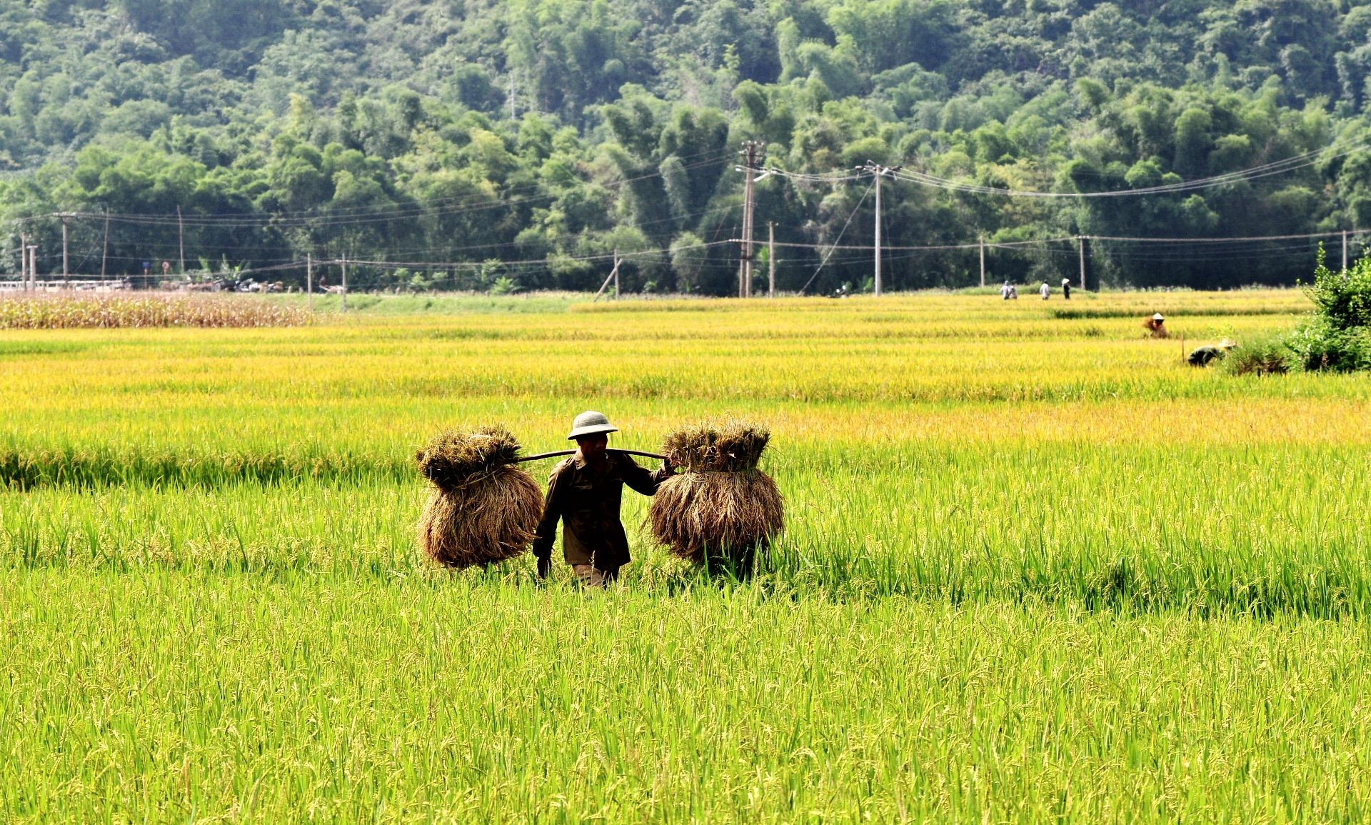 0 dong ruong viet nam