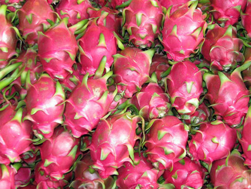 0 fruit LVYG