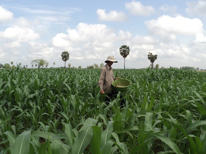 0 kien giang farmer