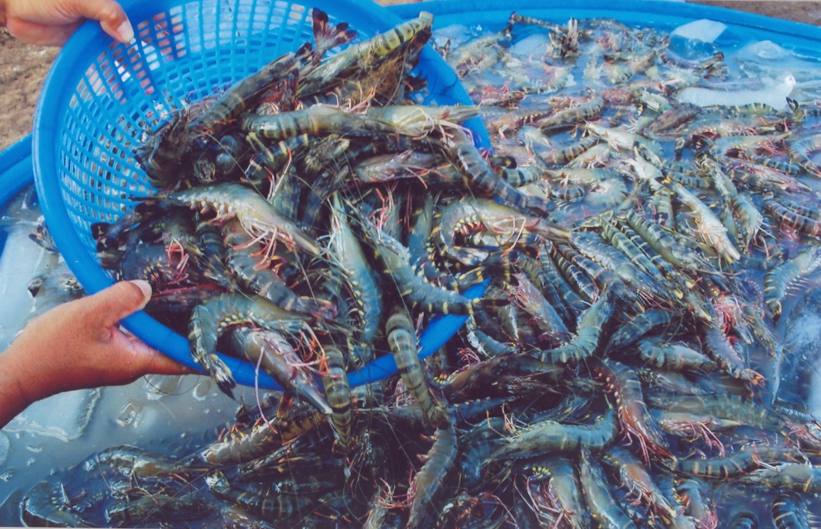 0 raw shrimp