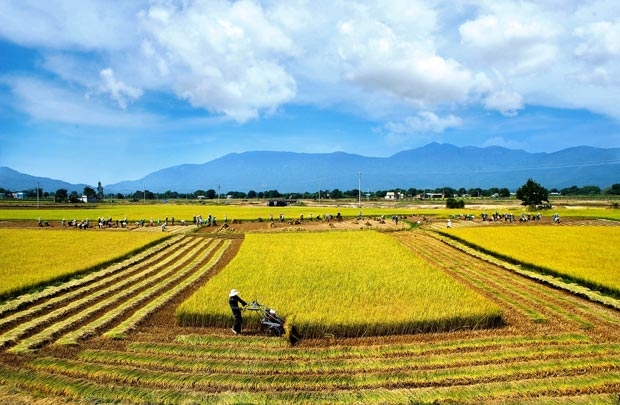 0 rice export