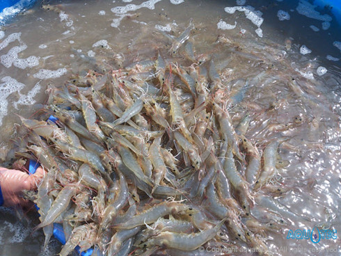 0 shrimp LUXI