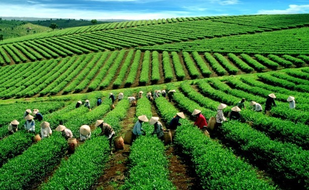 1 tea