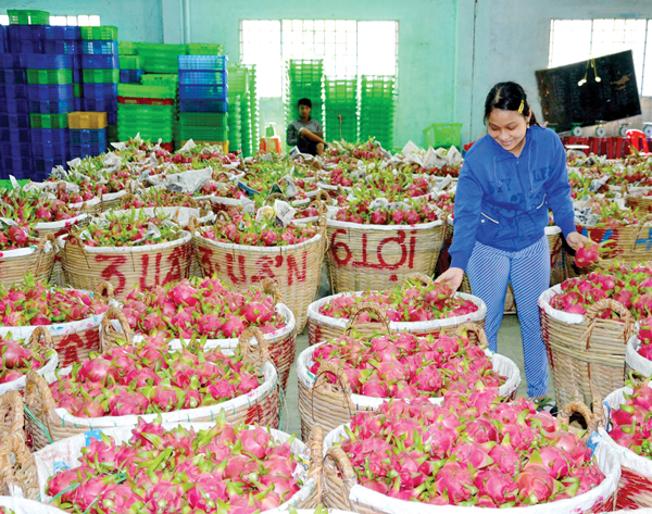 1 thanh long