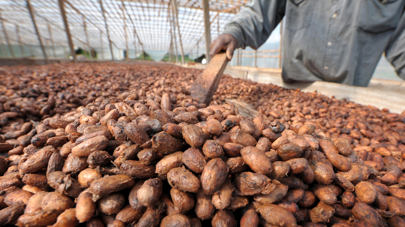 cacao-beans