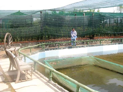 fish