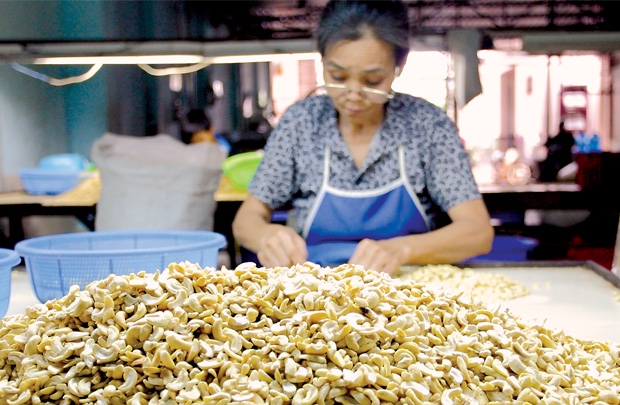 ngành điều