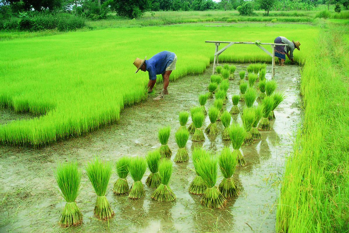 rice field 7.12