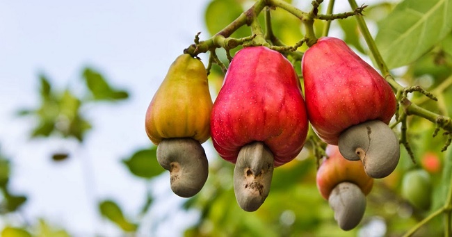trái điều