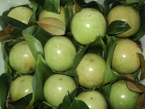 vú sữa 2