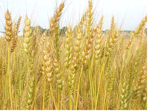 wheat 9.12