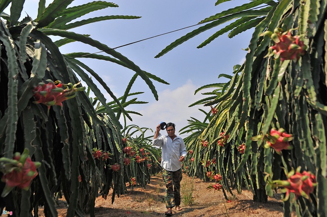 tq nk thanh long vn