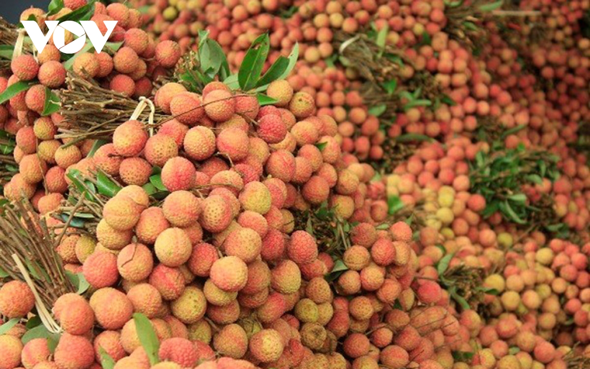 vai thanh ha1 urnl